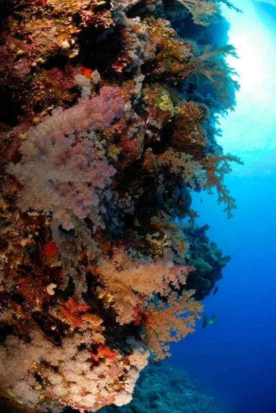 12 drop off safaga red sea egypt amar guillen photographer