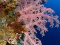 13 drop off safaga red sea egypt amar guillen photographer