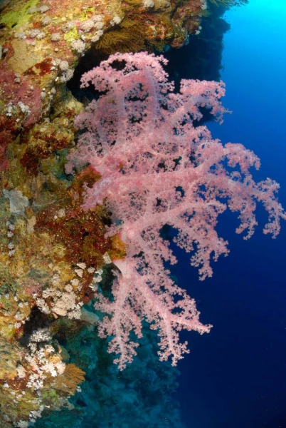 13 drop off safaga red sea egypt amar guillen photographer