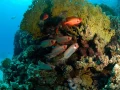 14 drop off safaga red sea egypt amar guillen photographer
