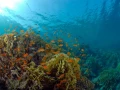 16 drop off safaga red sea egypt amar guillen photographer