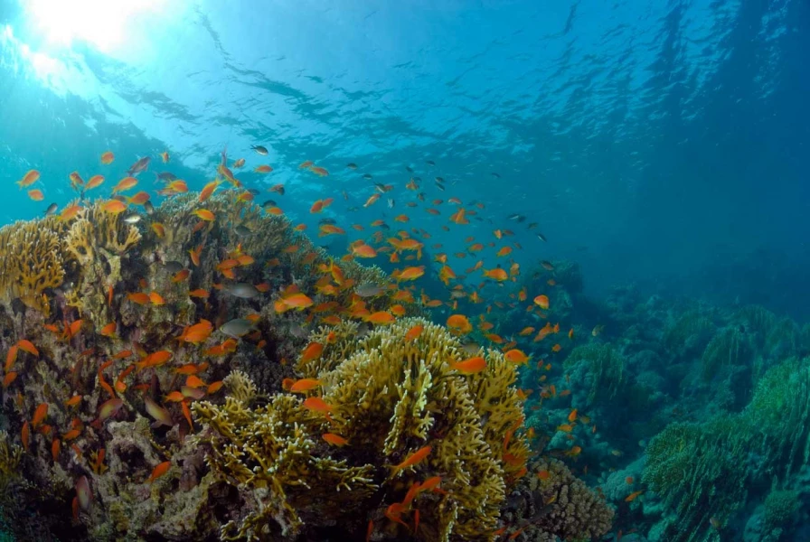 16 drop off safaga red sea egypt amar guillen photographer