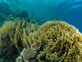 17 drop off safaga red sea egypt amar guillen photographer