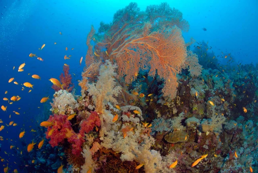 18 drop off safaga red sea egypt amar guillen photographer