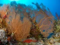 19 drop off safaga red sea egypt amar guillen photographer