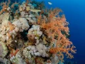 20 drop off safaga red sea egypt amar guillen photographer