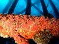 Plonger sur une plateforme pétrolière dans le Golfe du Mexique au Texas