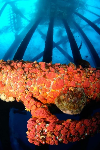 Plonger sur une plateforme pétrolière dans le Golfe du Mexique au Texas