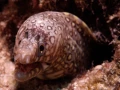 20 underwater bottoms mer de cortez amar guillen photographer