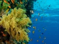 21 drop off safaga red sea egypt amar guillen photographer