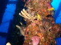 Plonger sur une plateforme pétrolière dans le Golfe du Mexique au Texas