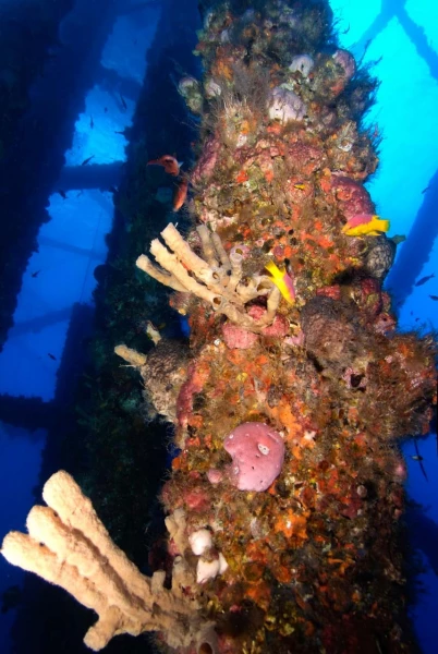 Plonger sur une plateforme pétrolière dans le Golfe du Mexique au Texas