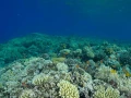 22 drop off safaga red sea egypt amar guillen photographer