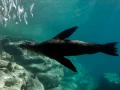 22 underwater bottoms mer de cortez amar guillen photographer