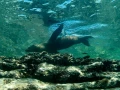 23 underwater bottoms mer de cortez amar guillen photographer