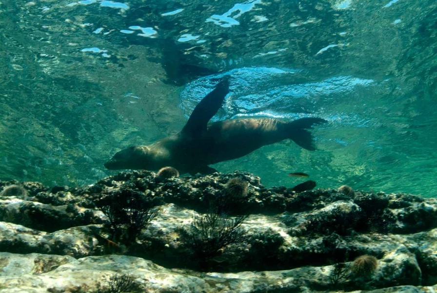 23 underwater bottoms mer de cortez amar guillen photographer