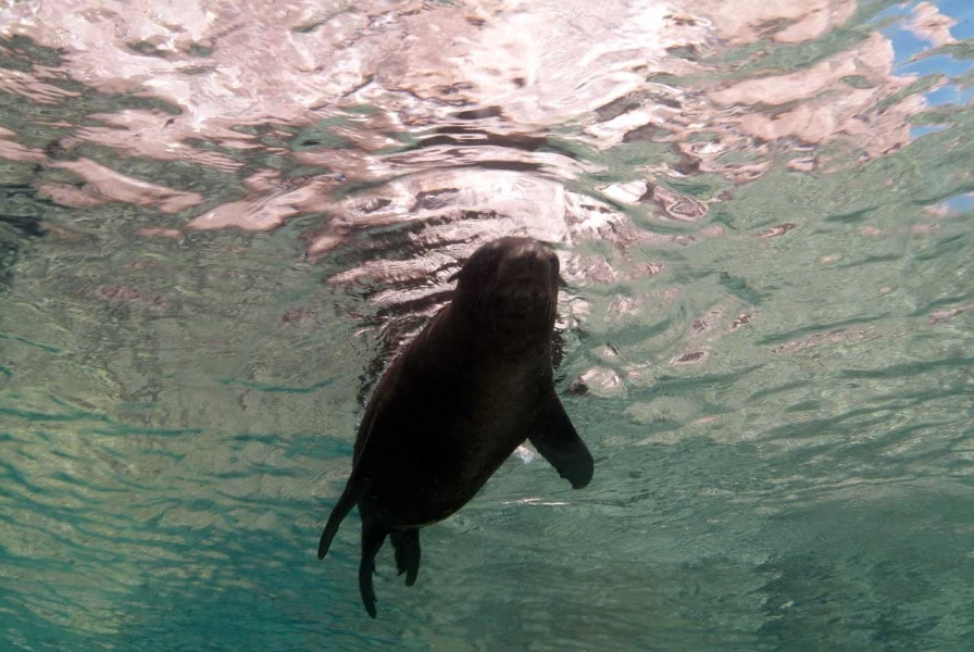 24 underwater bottoms mer de cortez amar guillen photographer