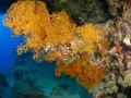 25 drop off safaga red sea egypt amar guillen photographer