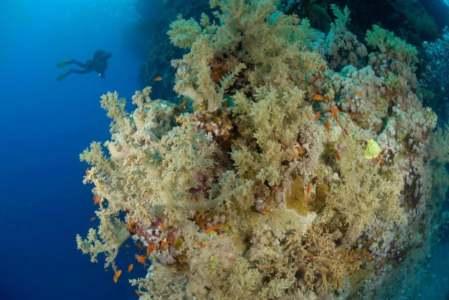 26 drop off safaga red sea egypt amar guillen photographer