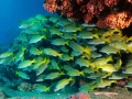 26 underwater bottoms mer de cortez amar guillen photographer