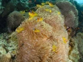27 drop off safaga red sea egypt amar guillen photographer
