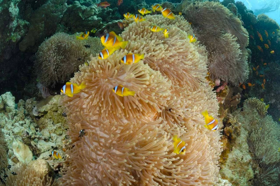 27 drop off safaga red sea egypt amar guillen photographer