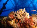 Plonger sur une plateforme pétrolière dans le Golfe du Mexique au Texas