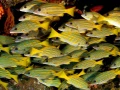 27 underwater bottoms mer de cortez amar guillen photographer