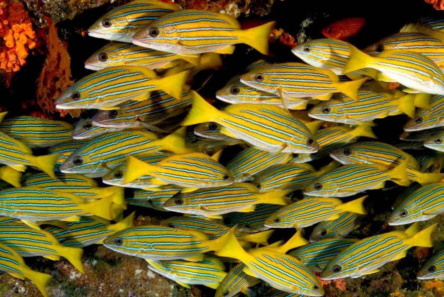 27 underwater bottoms mer de cortez amar guillen photographer