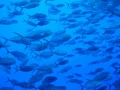 Plonger sur une plateforme pétrolière dans le Golfe du Mexique au Texas