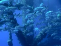 Plonger sur une plateforme pétrolière dans le Golfe du Mexique au Texas