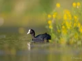 050 francois stage photo affut flottant en dombes 29 mai 2021