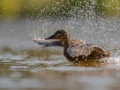 014 robert stage photo affut flottant en dombes 1 juin 2019