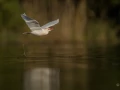 017 robert stage photo affut flottant en dombes 1 juin 2019