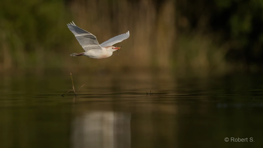 017 robert stage photo affut flottant en dombes 1 juin 2019