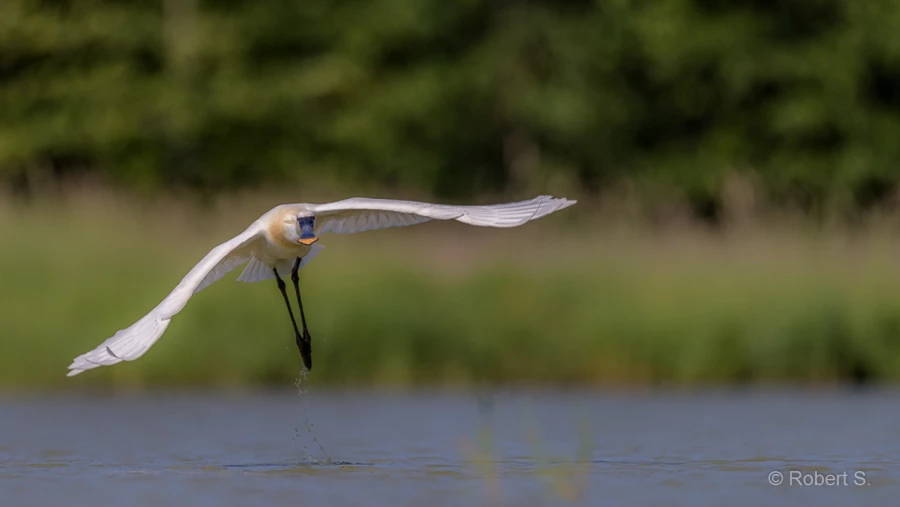 024 robert stage photo affut flottant en dombes 1 juin 2019