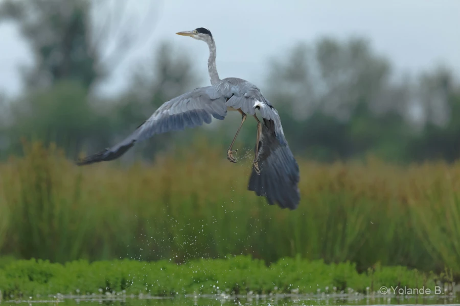 047 yolande stage photo affut flottant en dombes 8 juin 2019