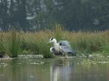 053 yolande stage photo affut flottant en dombes 8 juin 2019