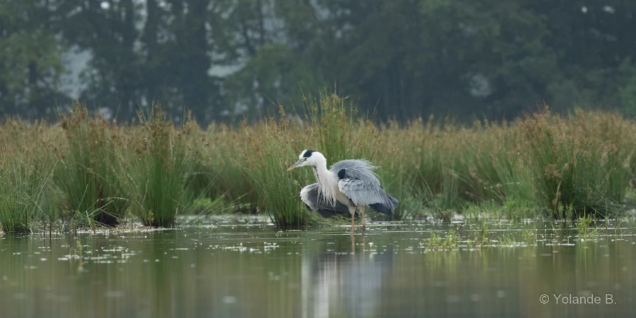 053 yolande stage photo affut flottant en dombes 8 juin 2019