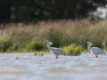 054 yolande stage photo affut flottant en dombes 8 juin 2019