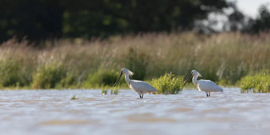 054 yolande stage photo affut flottant en dombes 8 juin 2019