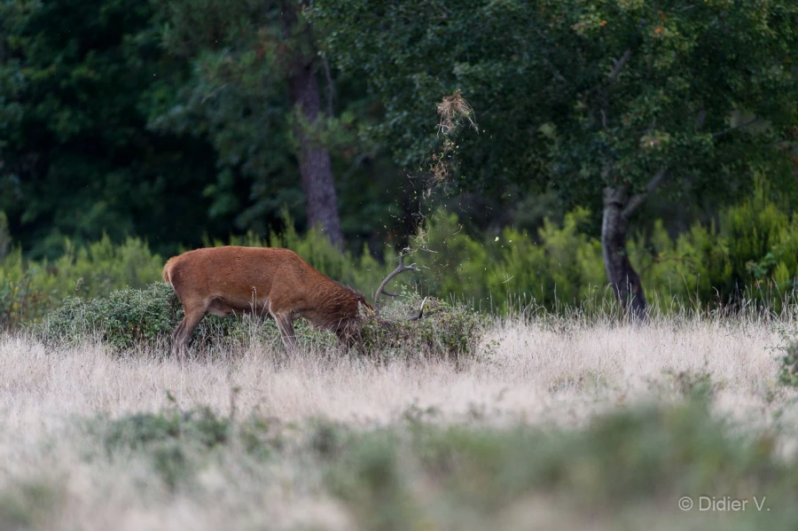 002 pascal stage brame du cerf charente maritime 20 septembre 2019