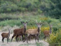 004 pascal stage brame du cerf charente maritime 20 septembre 2019