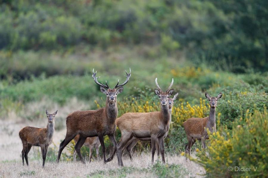 004 pascal stage brame du cerf charente maritime 20 septembre 2019