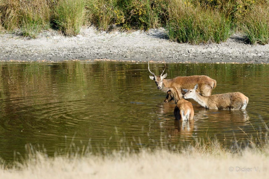 005 pascal stage brame du cerf charente maritime 20 septembre 2019