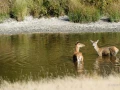 006 pascal stage brame du cerf charente maritime 20 septembre 2019