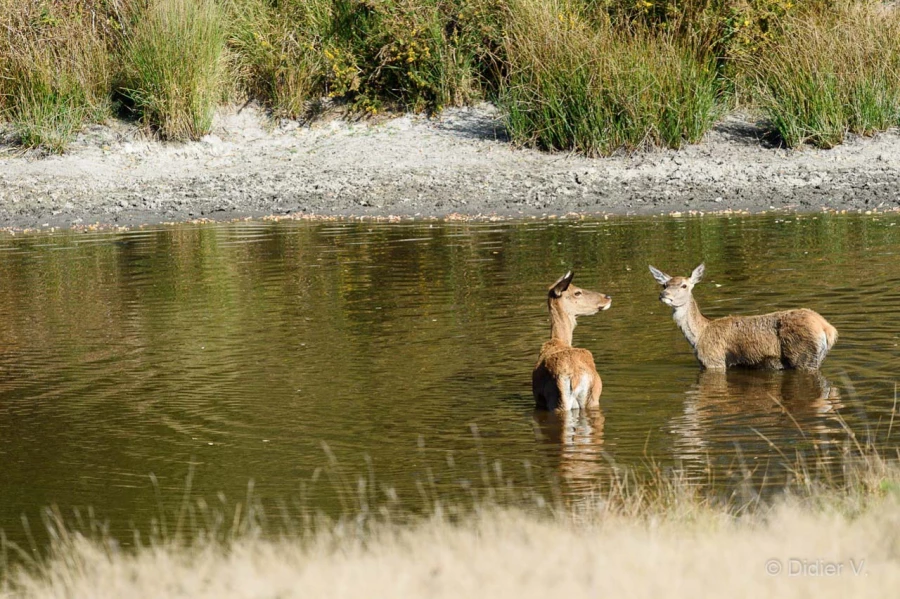 006 pascal stage brame du cerf charente maritime 20 septembre 2019