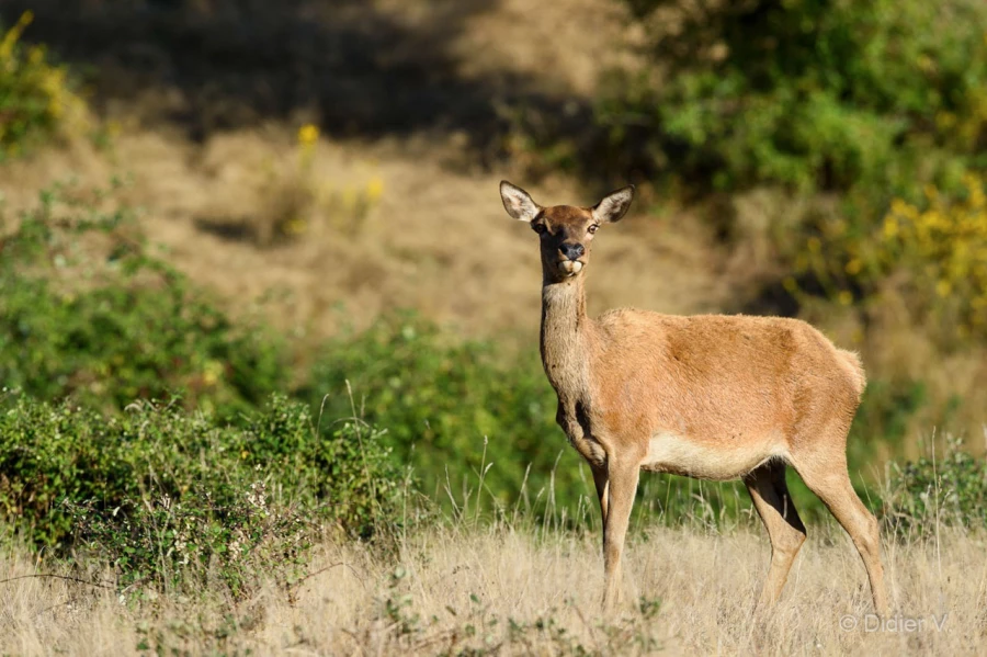 007 pascal stage brame du cerf charente maritime 20 septembre 2019