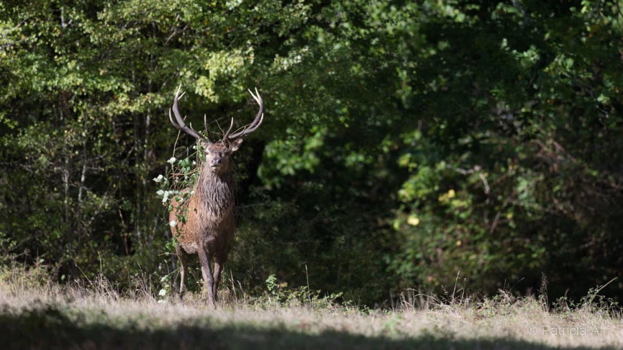 008 patricia stage brame du cerf charente maritime 20 septembre 2019