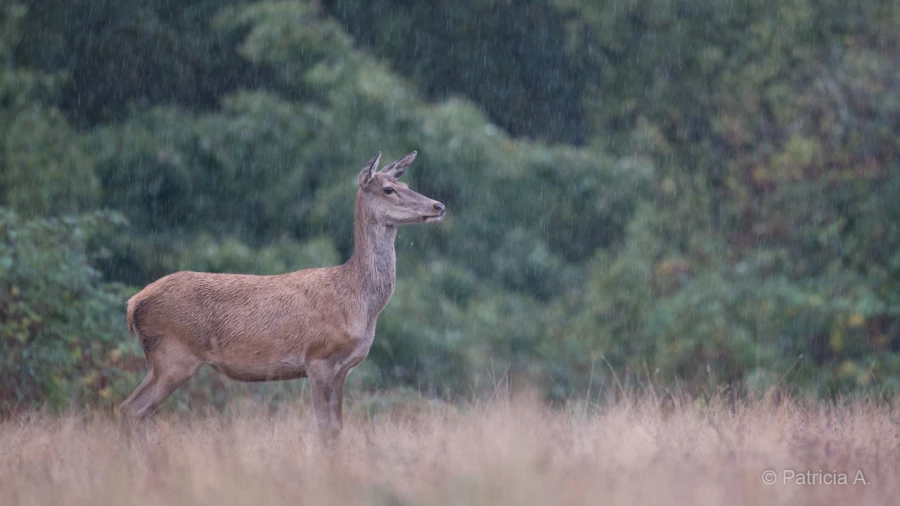 011 patricia stage brame du cerf charente maritime 20 septembre 2019